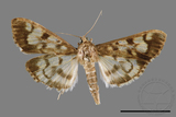 ǦW:Cymoriza taiwanalis