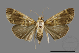 ǦW:Orthaga oliyacea