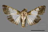 ǦW:Teliphasa albifusa