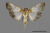 ǦW:Teliphasa albifusa