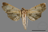 ǦW:Ceratarcha umbrosa