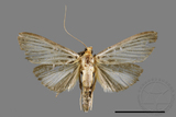 ǦW:Tyspanodes hypsalis