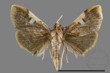 ǦW:Callibotys carapina