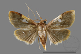 ǦW:Callibotys carapina