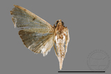 ئW:ŲwCrambidae