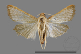 ǦW:Pyralinae sp.