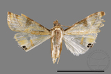 ǦW:Talanga sexpunctalis