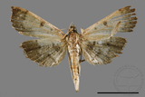 ǦW:Ceratarcha umbrosa