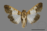 ǦW:Teliphasa albifusa