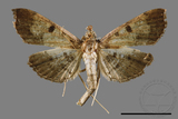 ǦW:Ceratarcha umbrosa