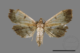 ǦW:Ceratarcha umbrosa