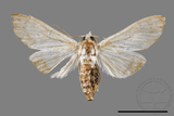 ǦW:Cirrhochrista spissalis