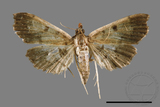 ǦW:Ceratarcha umbrosa