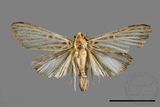 ǦW:Tyspanodes hypsalis