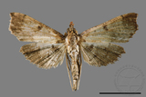 ǦW:Ceratarcha umbrosa