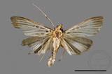 ǦW:Tyspanodes hypsalis