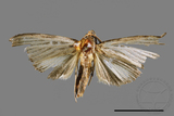 ǦW:Tyspanodes hypsalis