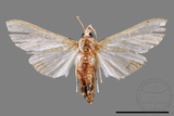 ǦW:Cirrhochrista spissalis