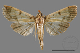 ǦW:Ceratarcha umbrosa