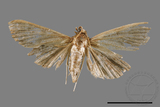 ئW:ŲwCrambidae