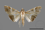 ǦW:Glyphodes itysalis