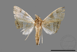 ǦW:Glyphodes itysalis