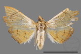 ǦW:Hyalobathra coenostolalis