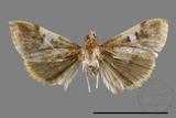 ǦW:Callibotys carapina