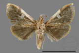 ǦW:Callibotys carapina