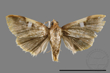 ǦW:Callibotys carapina