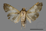 ǦW:Teliphasa albifusa