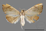 ǦW:Hyalobathra coenostolalis