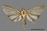 ǦW:Tyspanodes hypsalis