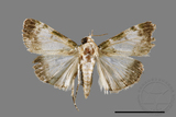 ǦW:Teliphasa albifusa