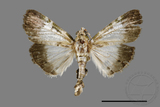 ǦW:Teliphasa albifusa