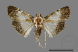 ǦW:Teliphasa albifusa