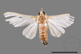 ǦW:Cirrhochrista spissalis