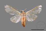 ǦW:Cirrhochrista spissalis