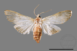 ǦW:Cirrhochrista spissalis