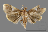 ǦW:Callibotys carapina