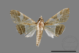 ǦW:Glyphodes itysalis