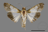 ǦW:Teliphasa albifusa