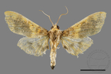 ǦW:Pachynoa thoosalis