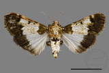 ǦW:Teliphasa albifusa