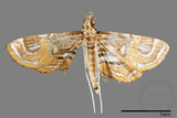 ǦW:Paracymoriza cataclystalis