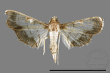 ئW:ŲwCrambidae