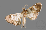 ǦW:Glyphodes duplicalis