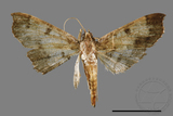 ǦW:Ceratarcha umbrosa