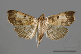 ǦW:Ceratarcha umbrosa