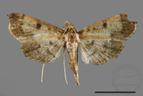 ǦW:Ceratarcha umbrosa